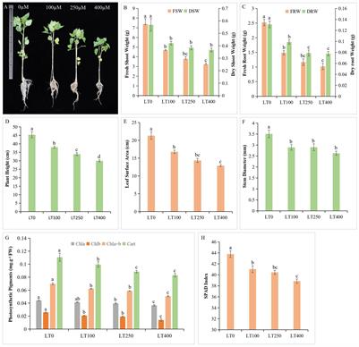 Integrated physiological and metabolomic responses reveal mechanisms of Cd tolerance and detoxification in kenaf (Hibiscus cannabinus L.) under Cd stress